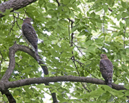 Coopers Hawks 4588